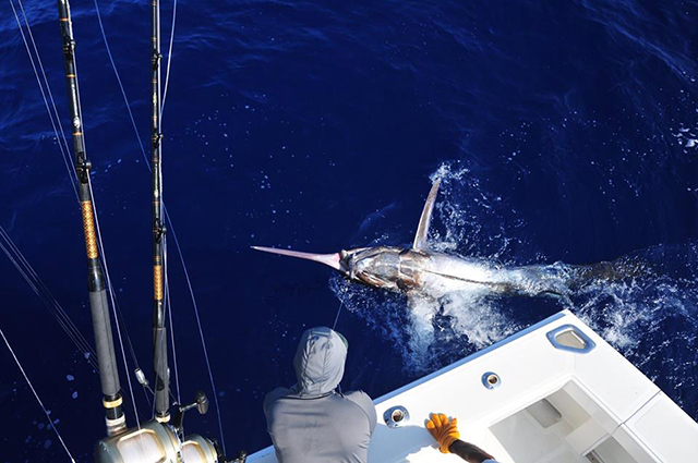 ANGLER: charter client SPECIES: Blue Marlin WEIGHT: Est 550lb LURE: JB Lures XXL Dingo.